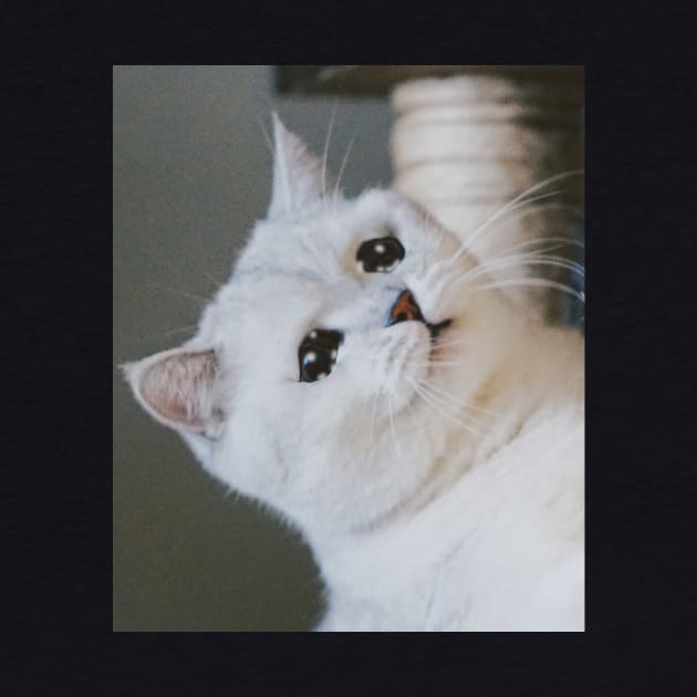 Sad Cat Crying Cat Cute Meme by Random Galaxy